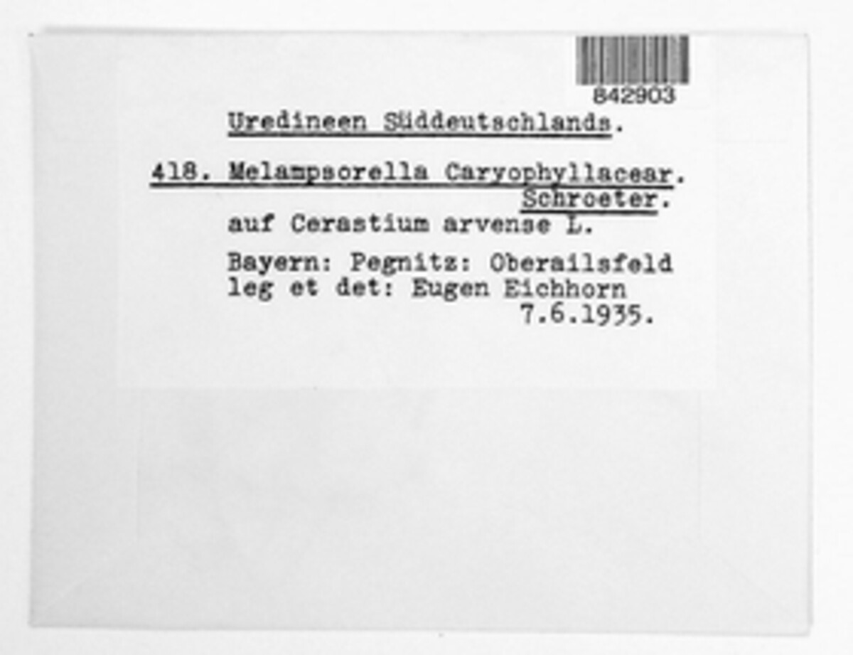 Melampsorella elatina image